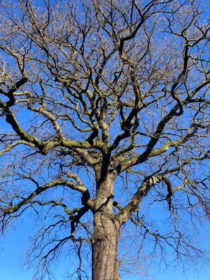 Ein großer, alter Baum als Symbol für Ganzheitlichkeit, tiefe Verwurzelung und Lebenskraft in der Medizin